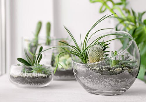 Several bowls of happy, green succulents