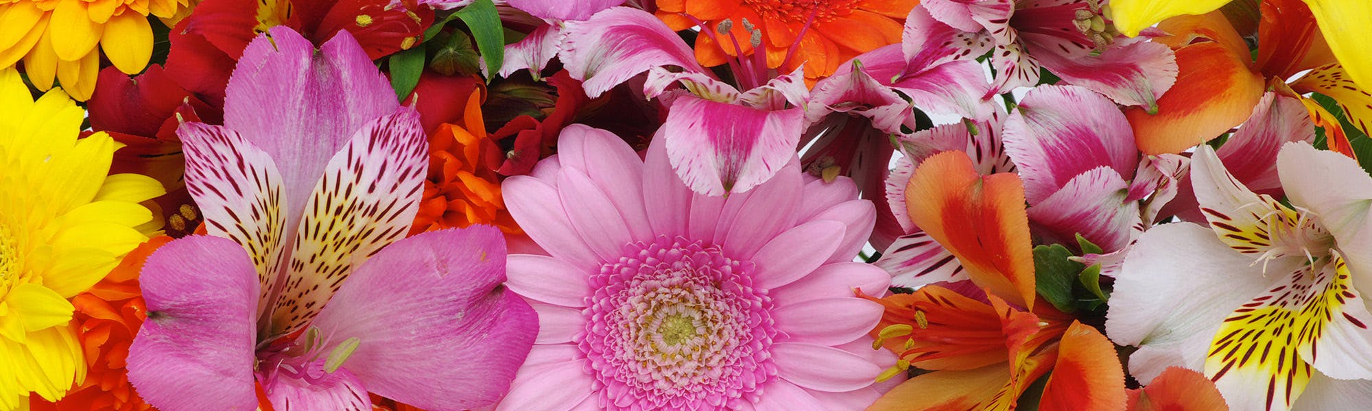 Best Tulsa Florist Sameday Flower Delivery Tulsa Mary Murray's Flowers