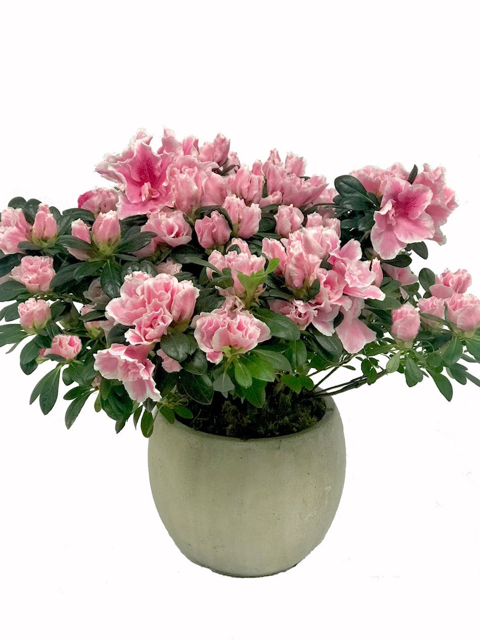 Pink azalea in a white ceramic pot.