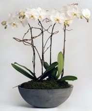 Quad Orchid