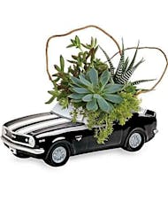 '67 Chevy Camaro Succulent Garden