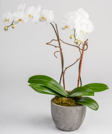 Twin Orchid Plant Tulsa Double Orchid Delivery