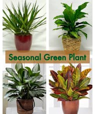 Seasonal Green Plant