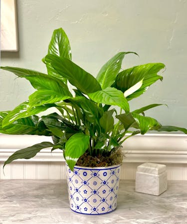 Peace Lily in Blue