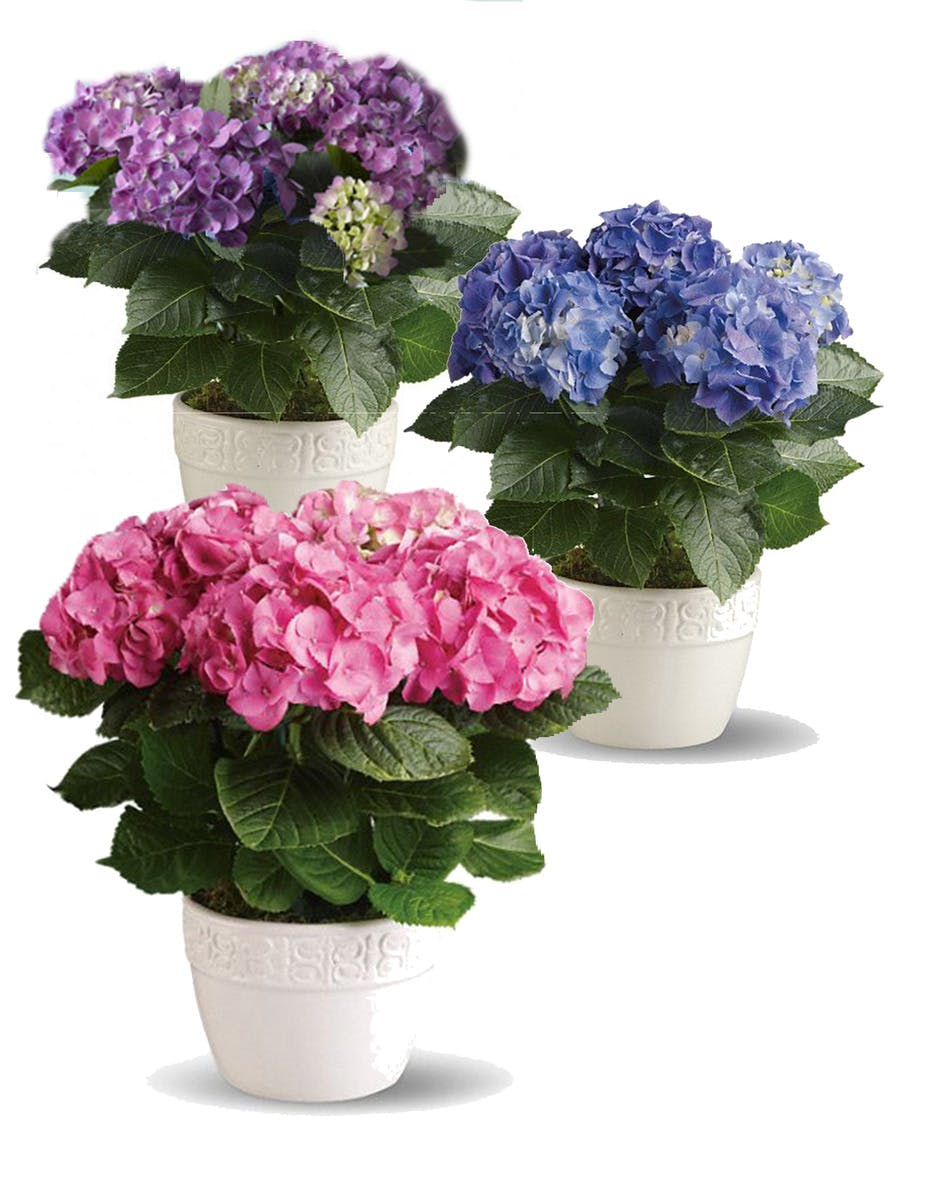 Hydrangea Plant Delivery Tulsa, Bixby & Broken Arrow OK