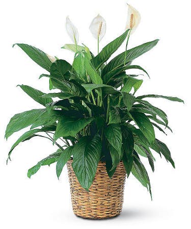 Peace Lily Floor Plant